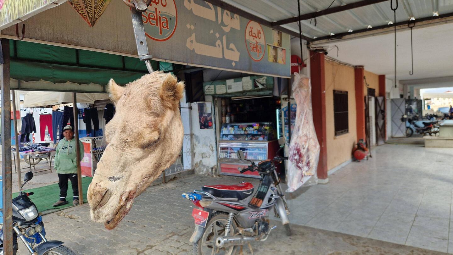 Heute frisches Kamel