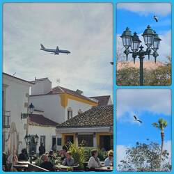 Wer fliegt tiefer über Faro ? Die Flugzeuge oder die Störche?