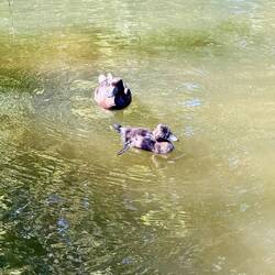 The only birds we saw at the sanctuary. They were all hiding from the intense midday sun
