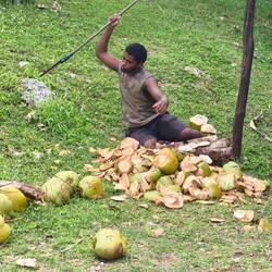 Für 5$ gab's frische Kokosnüsse