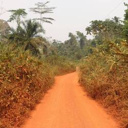 ...durch dichten Wald...