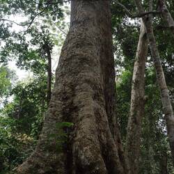 Der größte und älteste Baum Kameruns