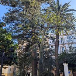 Dicke Flaschenbäume