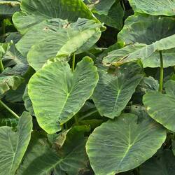 Taro heißt die Pflanze