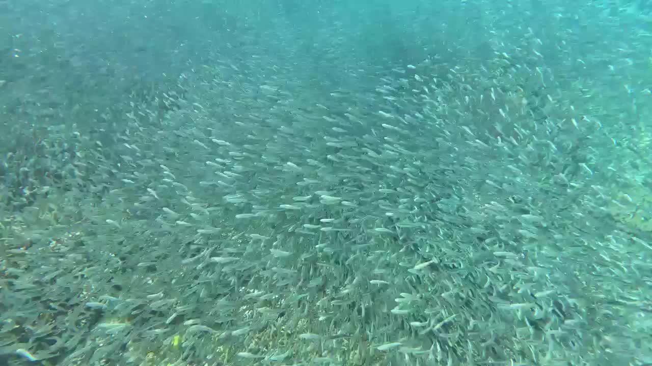 Let's start with a video of a school of fish