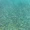 Let's start with a video of a school of fish