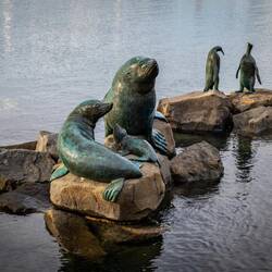 Sjölejon och pingviner