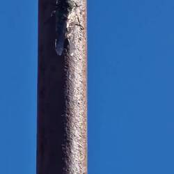 This is the cicadas. Can you see it clicking its wings?