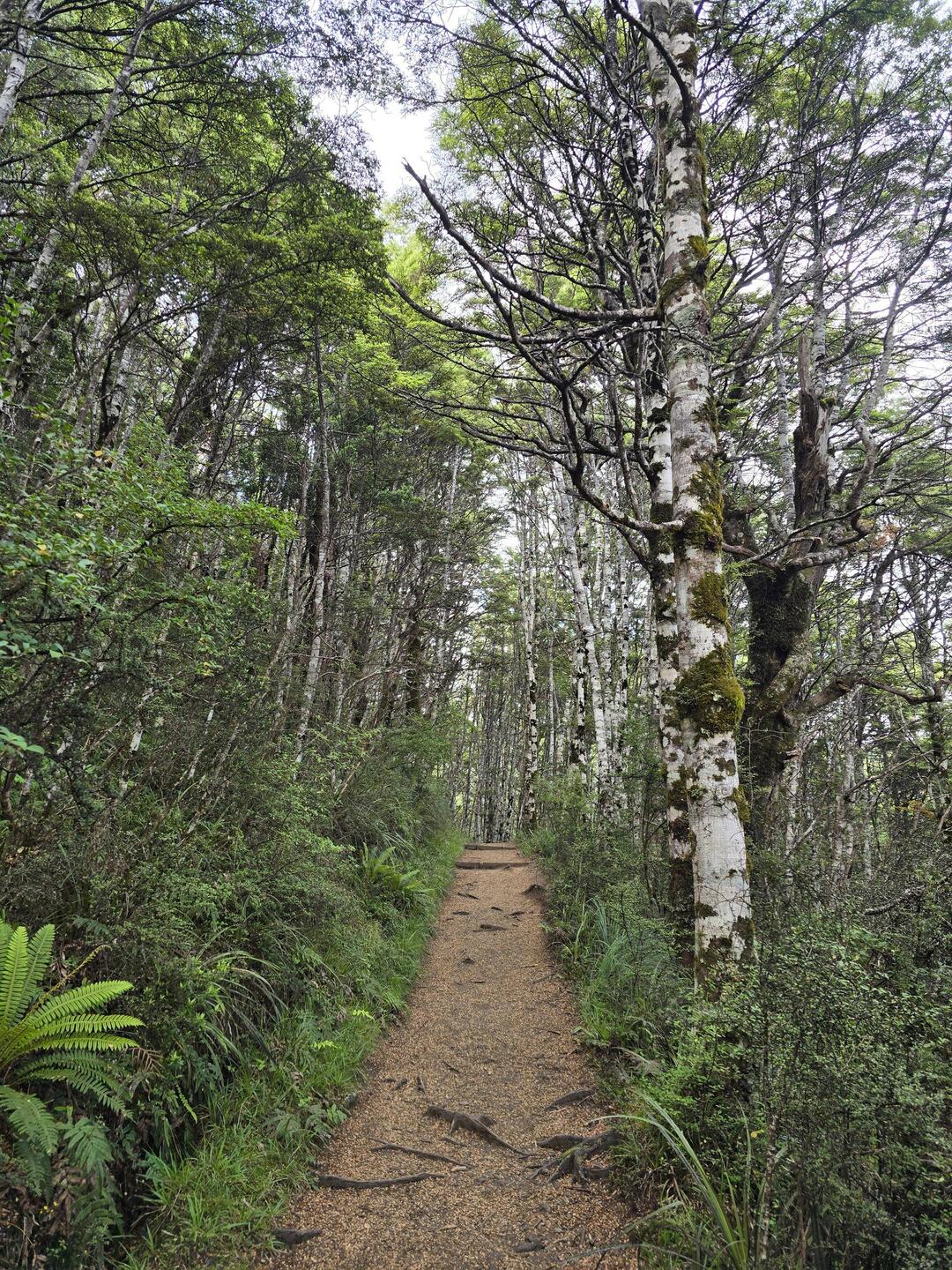 Erstaunlich viele Birken