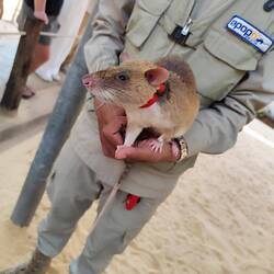 Jordan, un des rats démineurs