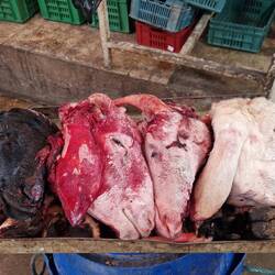 Einer so viel Pech wie der andere heute