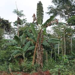 ...direkt am dichten Regenwald