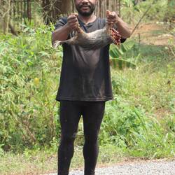 Die Wilderer verkaufen Buschfleisch - hier ein Stachelschwein