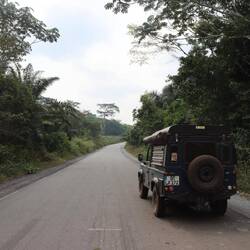 Der Wald an der Straße ist sehr dicht