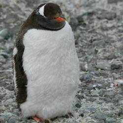 Grumpy Gentoo - freezing, feathers falling off and surrounded by shit! Whose idea was this!