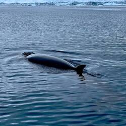 Minke whale