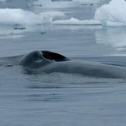Minke blowholes