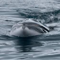 This Minke swam right up to the back of our boat