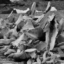 Whale bones aplenty.
