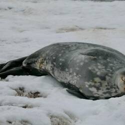 Weddel seal