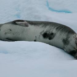 Crabeater seal