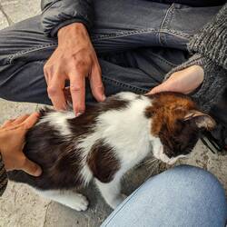 In Love with Rumpelstilzchen