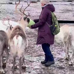 Shannon feeding the reindeer