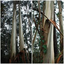 Blauer Eukalyptus in Großformat