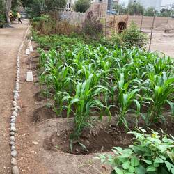 Für ChriChri: Pflanzenanbau, wie in alten Zeiten.