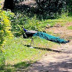 Local visiting peacock
