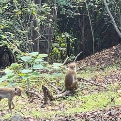 Monkeys within the temple