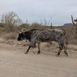 On our drive out, we encountered 2 long horn cows. They are quite thin but can live in this environm