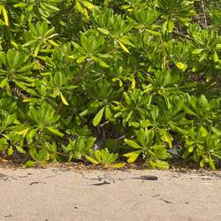 Wer findet die tierische Gestalt?