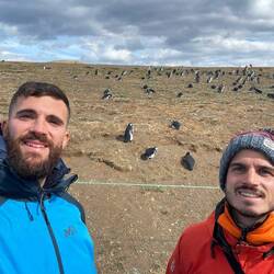 Pingüinos por doquier