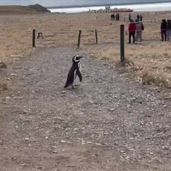 Pingüinos, la película