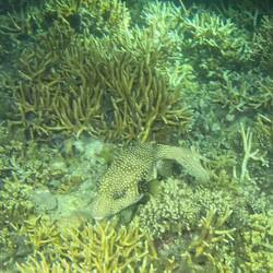 Puffer fish