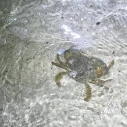 Took this photo of a crab while waiting for our boat to pick us up