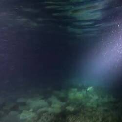 Two sharks swam by, fortunately not too interested in us.