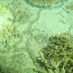 Synapta maculata, the snake sea cucumber, is a species of sea cucumber