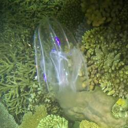 Jelly fish. I think we were stung a couple times during the snorkel.