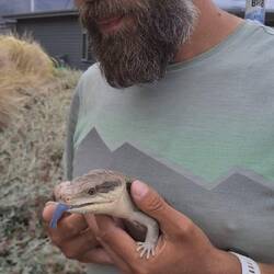 Den Namen dieses kleinen Kerls haben wir vor lauter Staunen wegen der blauen Zunge ganz vergessen
