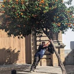 Der schiefe Baum von Jerez 😉