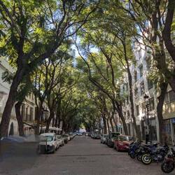 Allee mit Jacarandabäumen