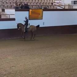 Die Hohe Schule der Reitkunst