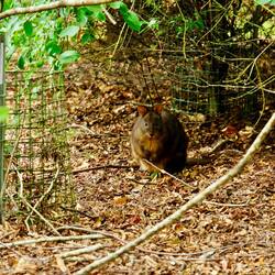 Quokka