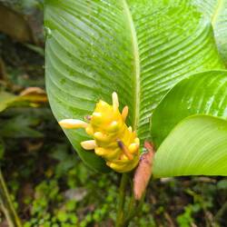 Pflanzen in unterschiedlichen Farben