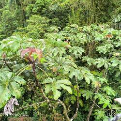 Und die Baumkronen neben und über uns