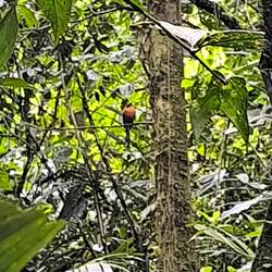 Vögel die weit genug weg sitzen