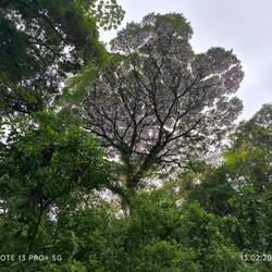 Der " Broccoli" Baum