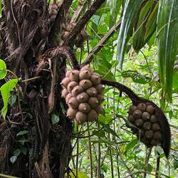 Eine der unzähligen Palmen